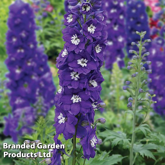Best Value Rainbow Perennial Collection